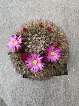 Mammillaria mystax